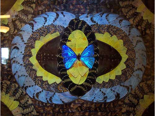 Картина из крыльев бабочек