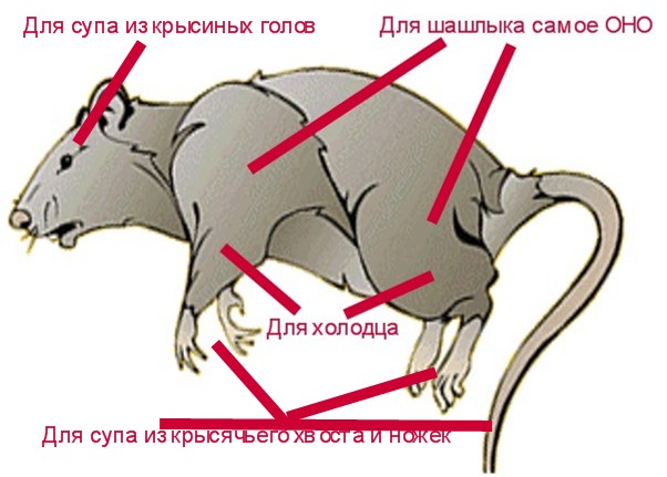 Гороскоп На Месяц Крыса