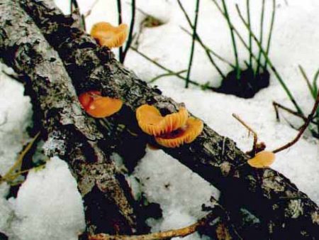 Зимой по грибы