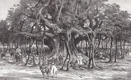 Баньян или дерево-роща