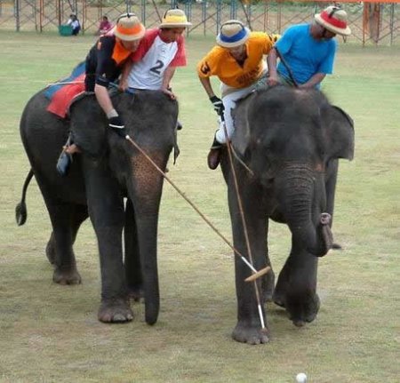 Игра в поло на слонах