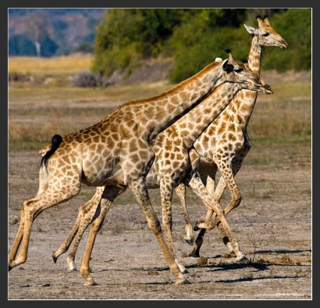 Скачки на жирафах и не только
