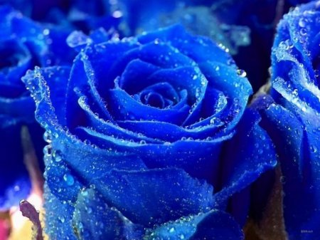 Голубая роза - уже не миф