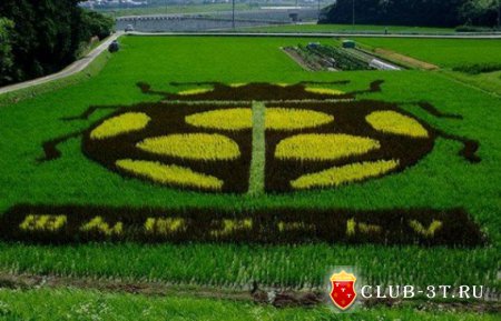Японская "живопись" на рисовых полях