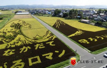 Японская "живопись" на рисовых полях