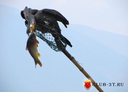Ловля рыбы с помощью бакланов