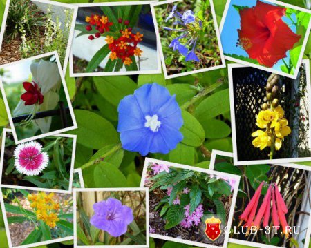 Выращивание цветов – увлечение для терпеливых