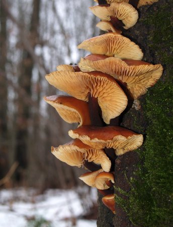 Зимой по грибы