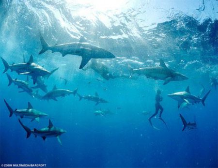 Танцы с акулами